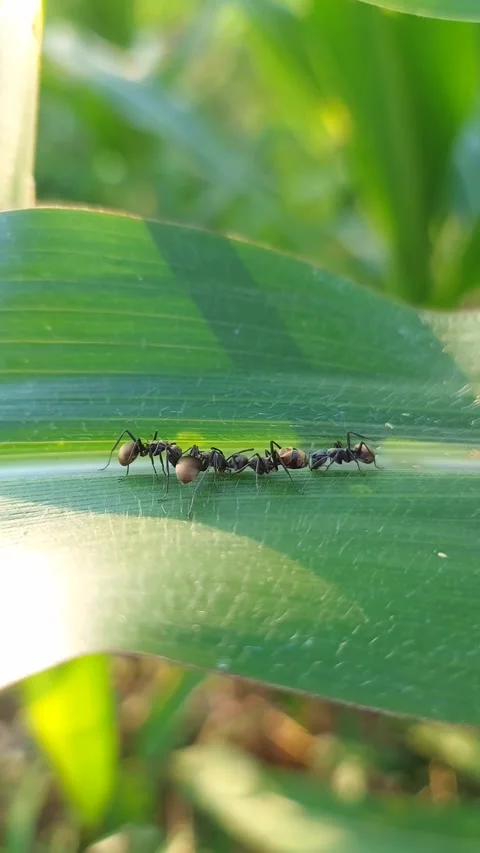 Vertical Macro of Golden Spiny Ants Colony on Corn Leaf in Sunlight Video stock 319341158
