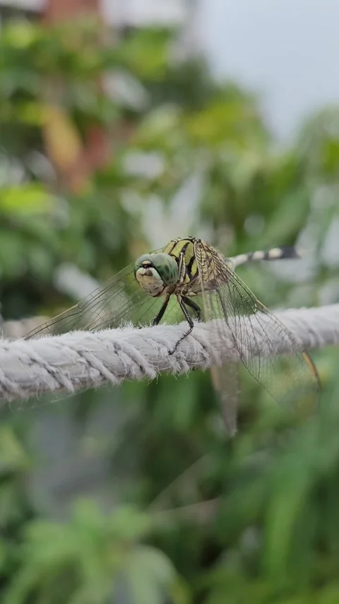 Vertical Macro of Green Dragonfly Perched on Textured Rope 库存影片 337546733