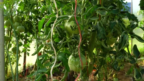 Vertical macro of green tomato dolly. Macro slide shot in a greenhouse. Video stock 218581353