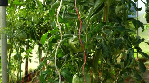 Vertical macro of green tomato dolly. Macro slide shot in a greenhouse. Stock-Footage 221855082