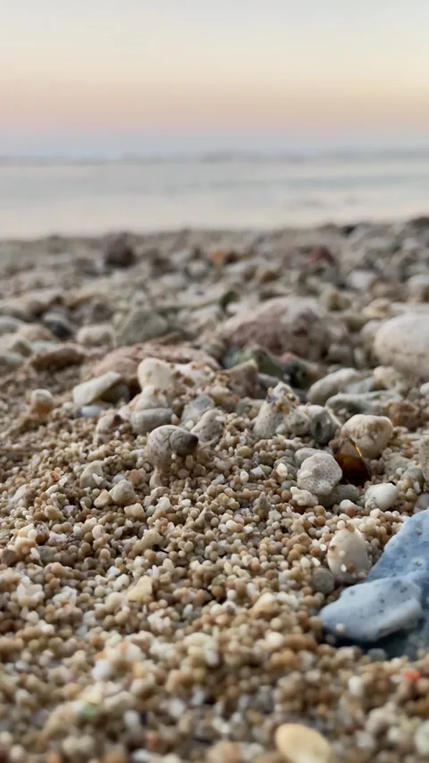 Vertical Macro Hermit Crab Crawling on Pebbly Sand Beach Stock Footage 337354681
