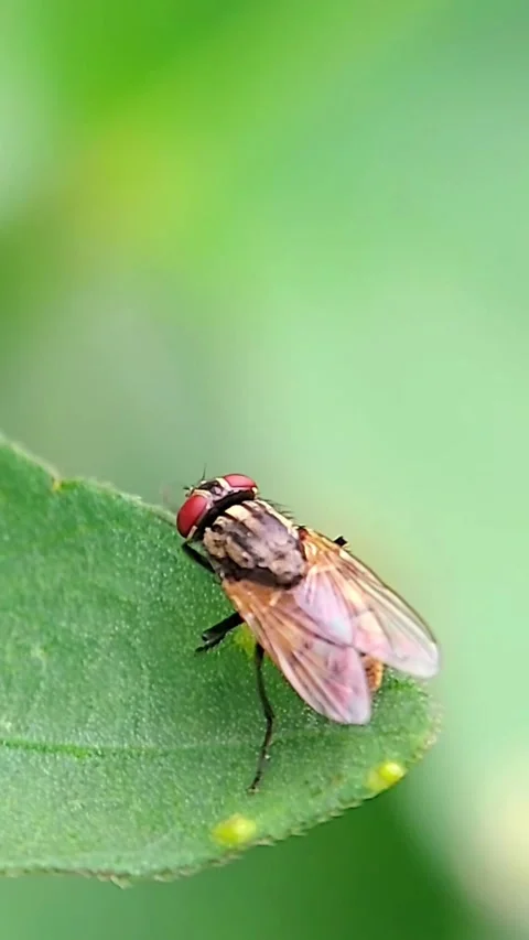 Vertical Macro House Fly (Musca domestica) Resting on Leaf Stock Footage 346175770