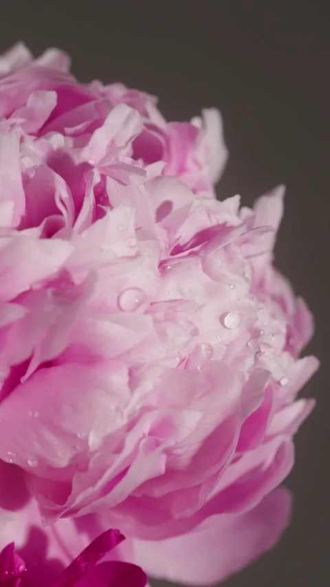 Vertical Macro Lens Close Up of Water Droplets Falling on Pink Peonies in Studio Stock Footage 302306940