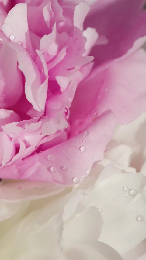 Vertical Macro Lens Close Up of Wind Blowing on Peonies in Studio Stock Footage 302306941