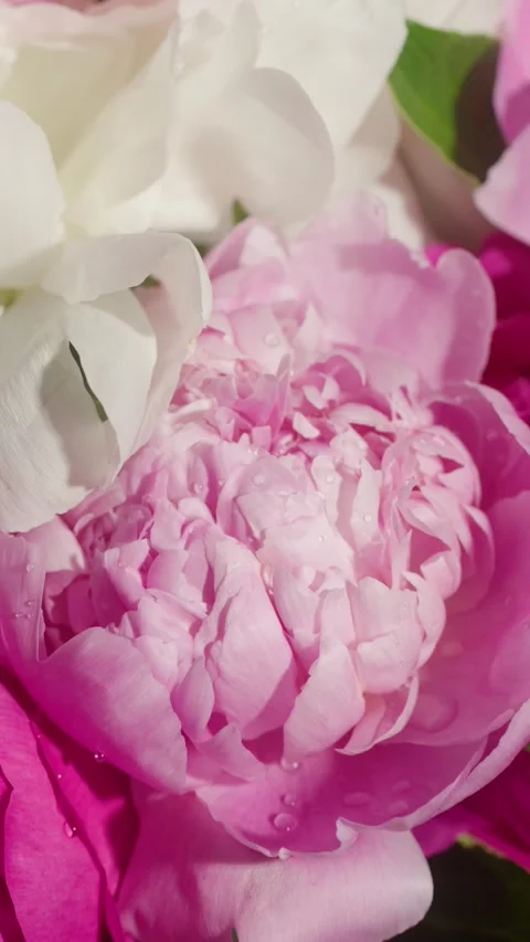 Vertical Macro Lens Zoom in of Peonies in Studio with droplets Stock Footage 302300053