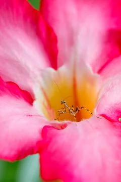 Vertical macro of mantis sitting inside pink desert rose flower Stock Photos
