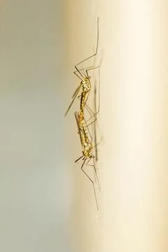 Vertical macro of mating crane flies on a pale background Stock Photos