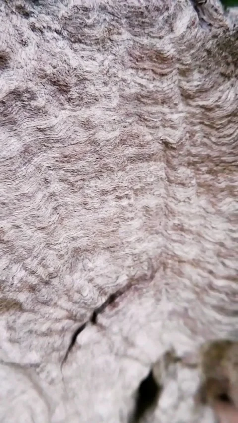 Vertical macro pan of ancient weathered wood bark texture. Stock Footage 343869146