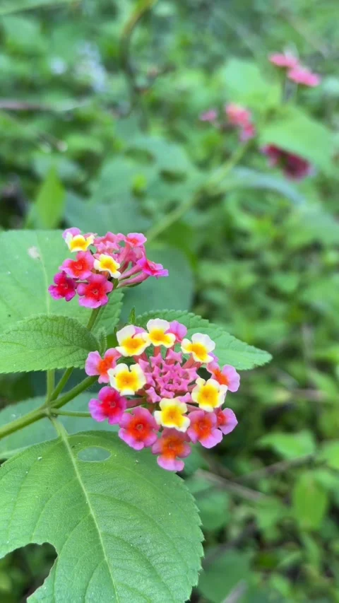 A vertical macro perspective captures clustered Lantana camara flowers with rich Video stock 325636627