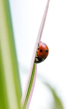 A vertical macro portrait of a small red and black ladybug with black spots.. Stock Photos