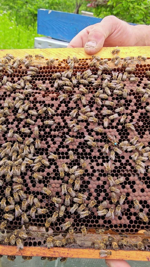 Vertical Macro of Queen Bee Surrounded by Workers on Honeycomb 9x16 Stock Footage 337060411