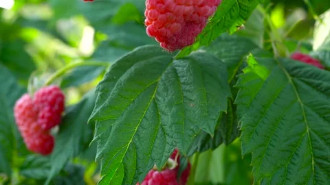Vertical macro of raspberry dolly. Macro slide shot of raspberry bushes. Video stock 219991790