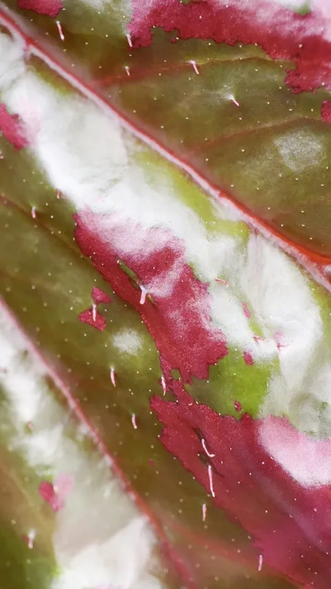 Vertical Macro of Red Green Waxy Leaf with Spiky Texture and Veins Stock Footage 346707524
