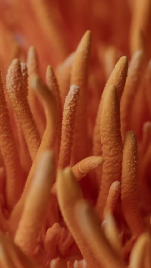Vertical Macro Rotation Showcasing Cordyceps Militaris Texture Vídeos de archivo 331796700
