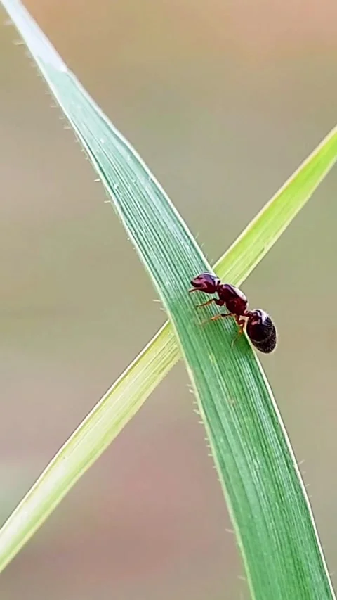 Vertical Macro Shot of Ant on Grass Blade for Mobile Nature Footage Stock Footage 346021135