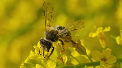 Vertical macro shot of a bee collects pollen and pollinates yellow flower Stock Footage 246958496