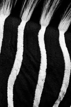 Vertical macro shot of the black and white stripes of a zebra Foto stock
