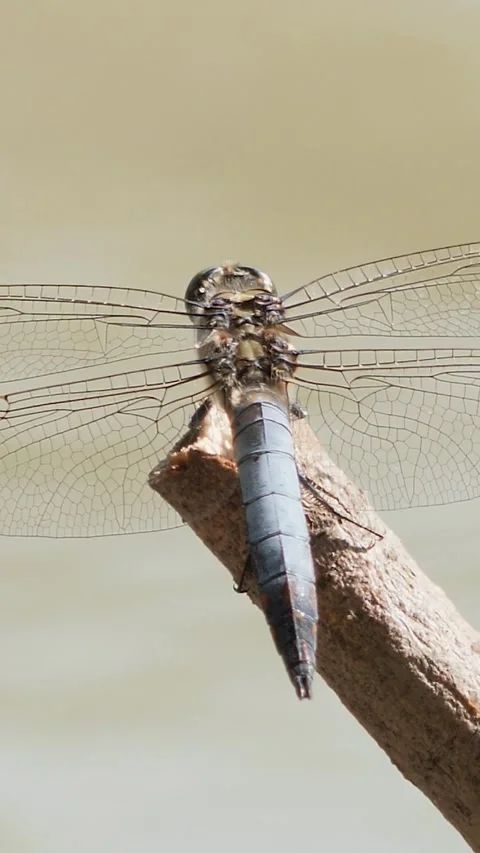 Vertical macro shot of a blue dragonfly perching on a wooden stick above a f Stock Footage 343063323