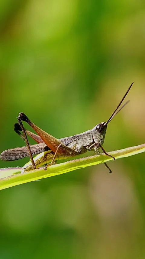 Vertical Macro Shot of Brown Grasshopper Resting on Green Leaf in Slow Motion Video stock 346979698