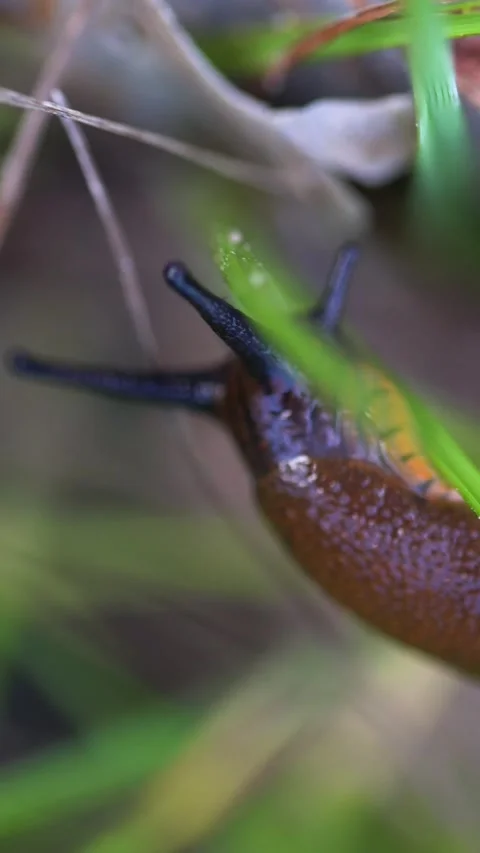 Vertical Macro Shot of Brown Slug Head Moving Tentacles in Grass Stock Footage 323768388