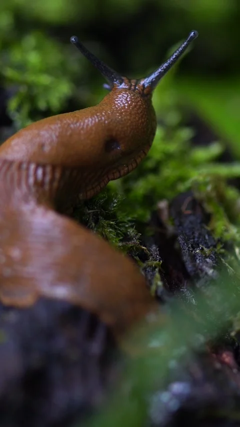 Vertical Macro Shot of Brown Slug Head Moving Tentacles in Grass Stock Footage 323768389