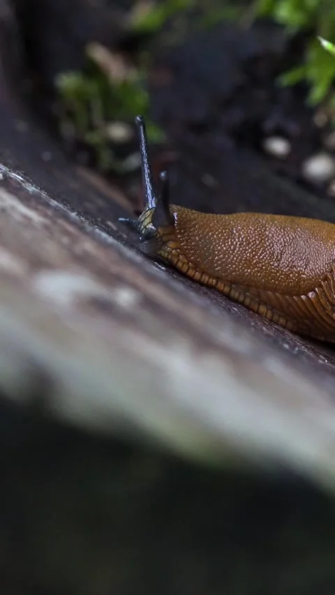 Vertical Macro Shot of Brown Slug Head Moving Tentacles in Grass Stock Footage 323768415