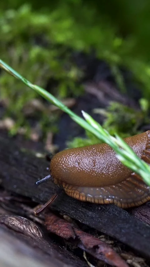 Vertical Macro Shot of Brown Slug Head Moving Tentacles in Grass Video stock 323768422