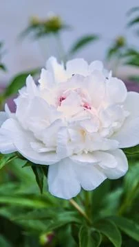 A vertical macro shot of the center of a soft white peony, showing the delicate Stock Photos