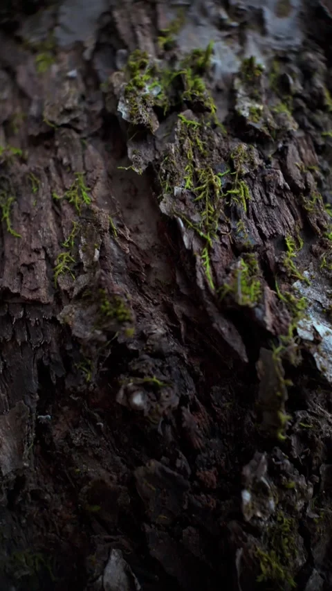 Vertical macro shot of dark tree bark covered with patches of moss, creatin.. Video stock 322754085