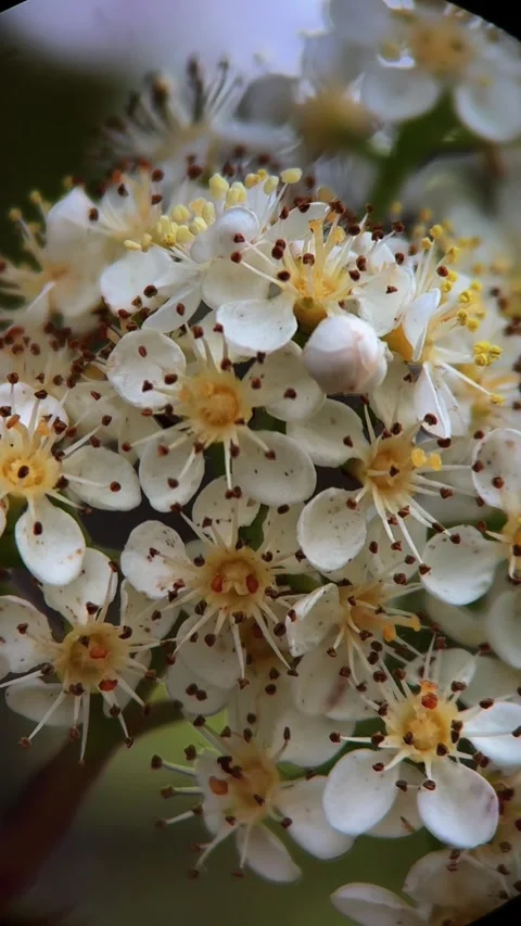 Vertical Macro Shot of Delicate White Petals and Buds Stock-Footage 334711869