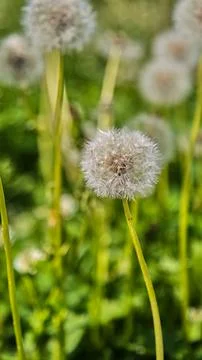 Vertical macro shot of a fluffy head of a ripe dandelion surrounded by other Stock Photos