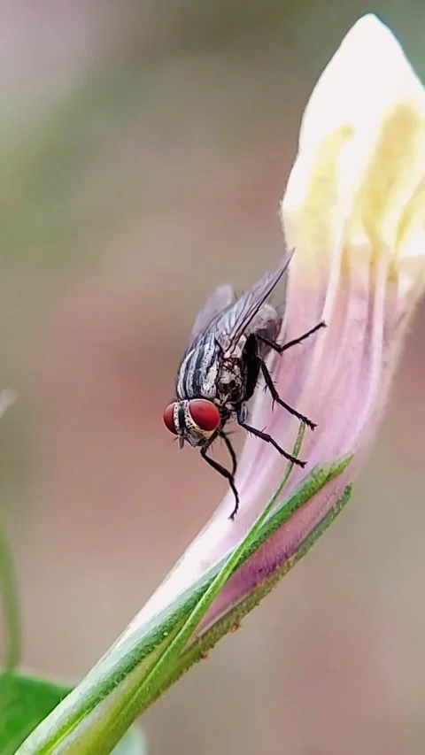 Vertical Macro Shot of Fly on Flower Bud for Mobile Nature Footage Stock Footage 346020976
