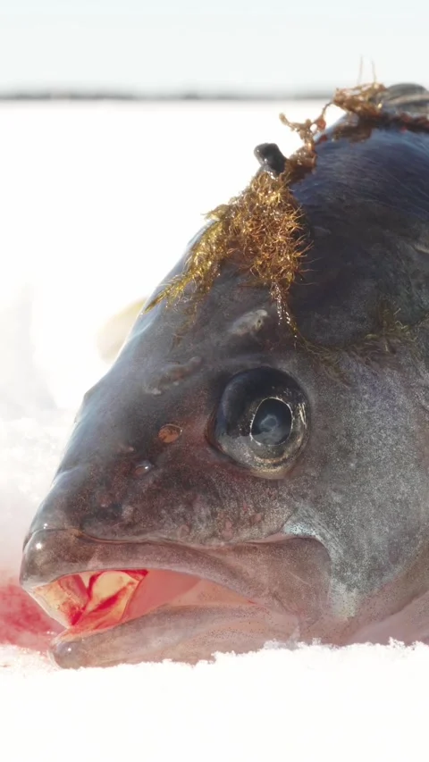 Vertical macro shot of freshly caught pike fish lying on snow during winter Stock Footage 345212557