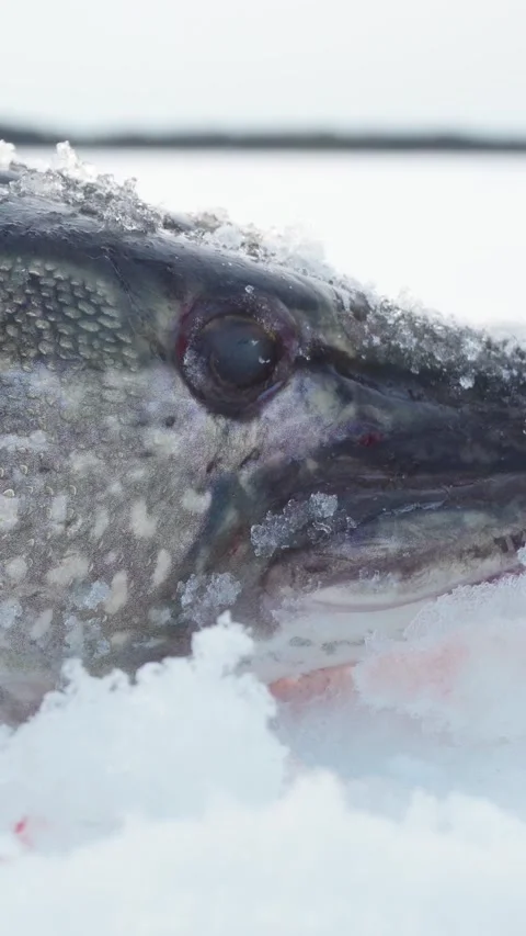 Vertical macro shot of freshly caught pike fish lying on snow during winter.. Stock Footage 346399148