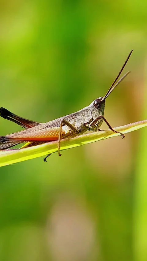 Vertical Macro Shot of Grasshopper Perched on Green Leaf in Slow Motion Video stock 346979684