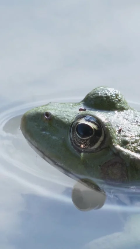 Vertical macro shot of a green water frog sitting still in a clear lake. Stock Footage 340598094