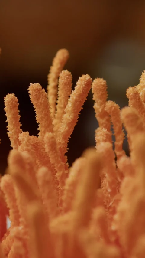 Vertical Macro Shot Highlighting Cordyceps Militaris Texture Stock Footage 331796716