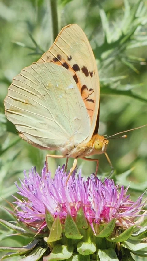 Vertical macro shot of a large fritillary butterfly gathering nectar from a Stock Footage 338150686