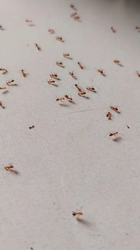 Vertical macro shot of many small red ants crawling scattered on a white floo 스톡 동영상 348393589