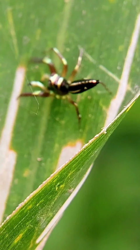 Vertical Macro Shot of Metallic Jumping Spider Moving on Green Leaf in Slowmo Video stock 346979052