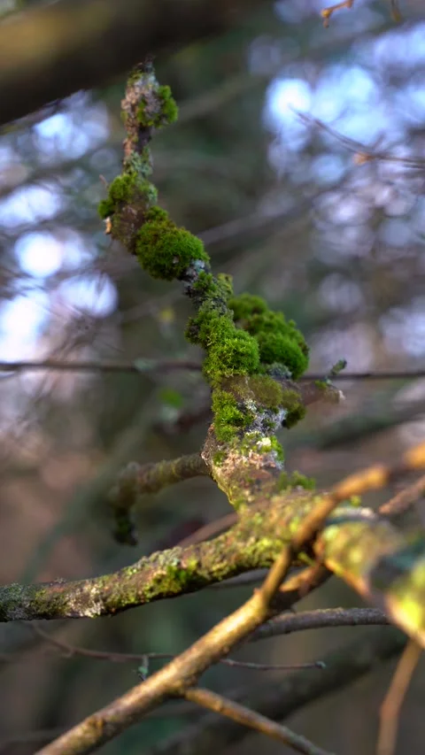 Vertical Macro Shot of Mossy Branch with Bokeh Background in Forest Video stock 323875269