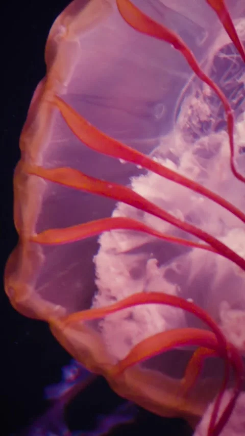Vertical macro shot of pink jellyfish pulsating in dark water Stock Footage 346544219