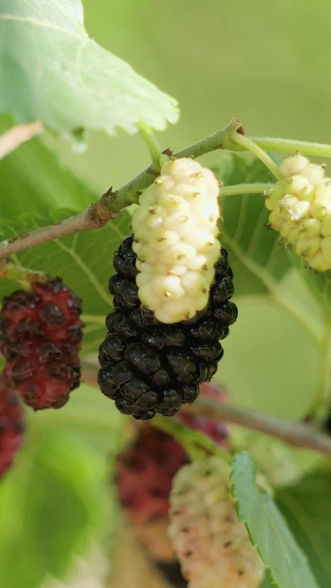 Vertical macro shot of ripe black and unripe white mulberries growing on a l Video stock 343063224