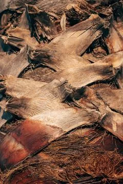 A vertical macro shot showcasing the layered, cross-hatched pattern of cut .. Stock Photos