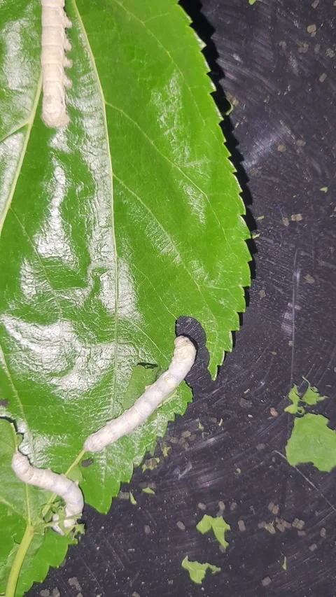 Vertical Macro Shot of Silkworm Eating Green Mulberry Leaf Stock Footage 337905182