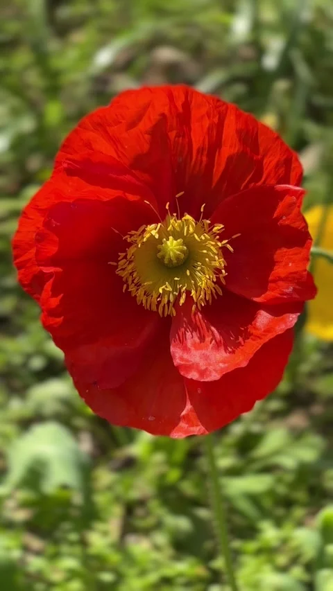Vertical Macro Shot of Single Red Poppy Flower Stem and Stamen Stock-Footage 335258142