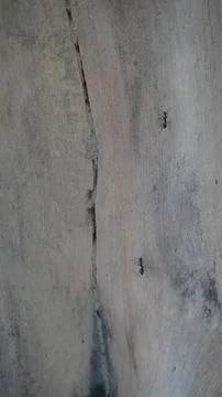 Vertical Macro Shot of Small Black Ant Crawling on Grey Tree Bark 写真素材