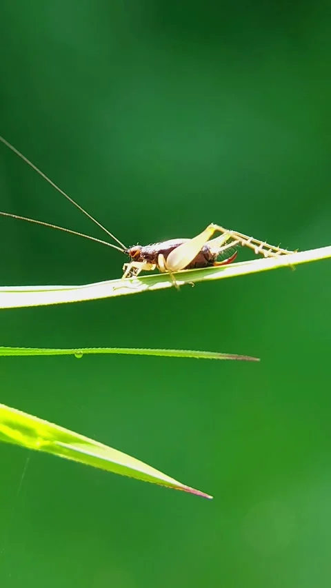 Vertical Macro Shot of Small Cricket Resting on Green Grass Blade in Slow Motion Stock-Footage 346979230