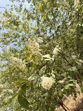 Vertical Macro Shot of Small White Flowers with Green Leaves Stock Photos