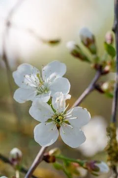Vertical macro shot of two delicate white cherry blossoms on a branch in spri Stock Photos